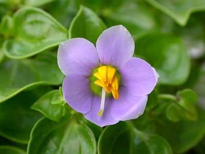 紫芳草图片