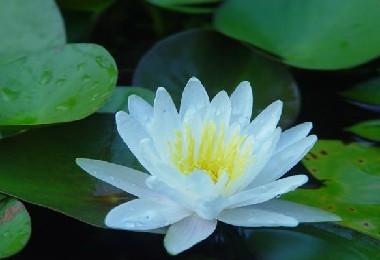 芙蓉蓮圖片