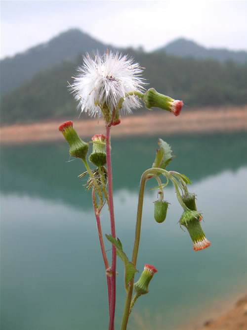野茼蒿图片