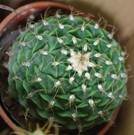 帝冠圖片