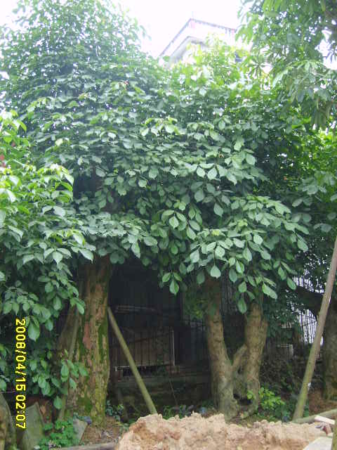 重阳木图片