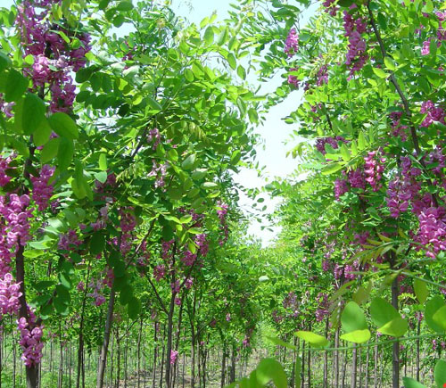 香花槐图片