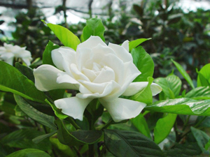 栀子花图片
