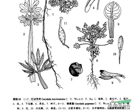 矮黄堇图片
