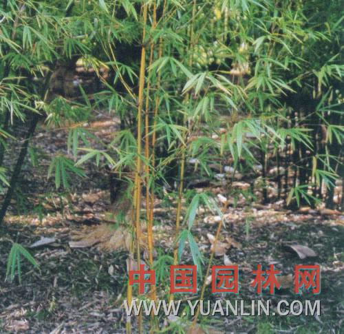 篌竹图片