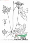 巴东羊角芹图片