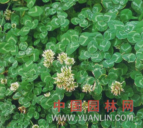 白花三叶草图片