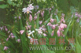 白芨图片