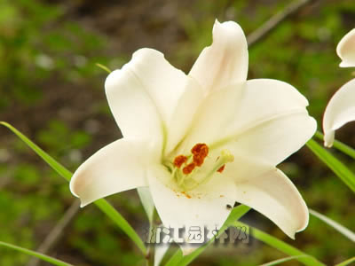 百合图片