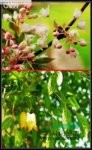 膀胱果百家樂详细补牌规则