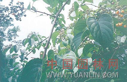 秤锤树图片