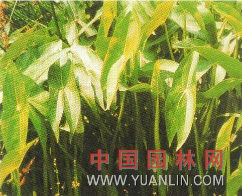 慈姑图片