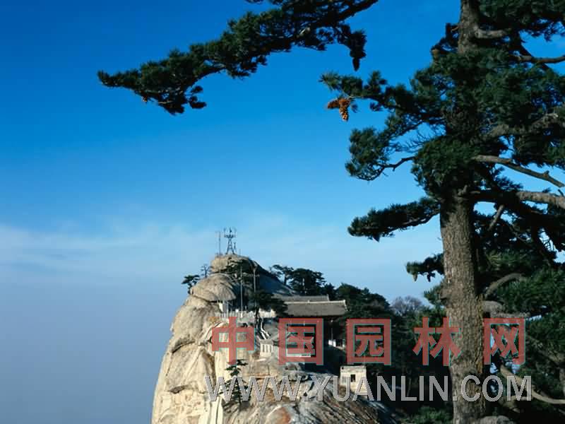 翠柏图片