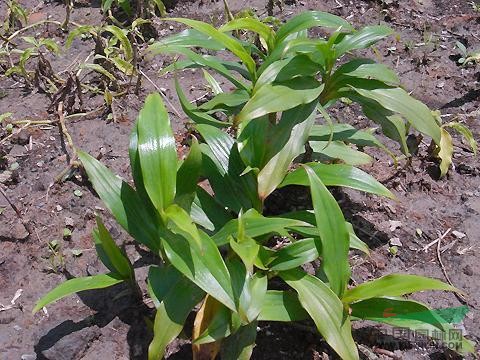 rao别名:花期:生态性状:观赏性分类:科:鸭跖草科 属:杜若属大