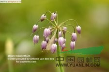 大花韭图片