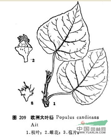 大叶杨图片