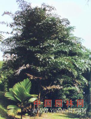 短穗鱼尾葵图片