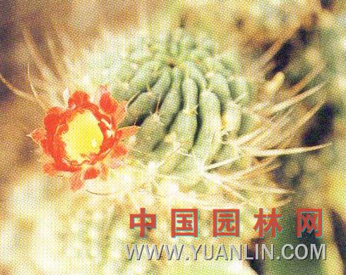 绯花玉图片