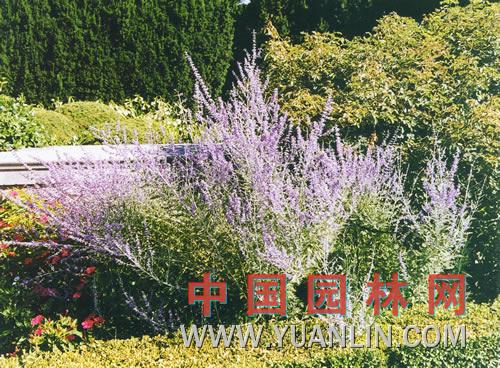 分药花图片