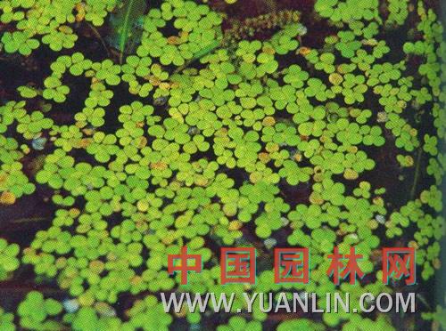 浮萍图片