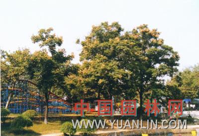 复羽叶栾树图片