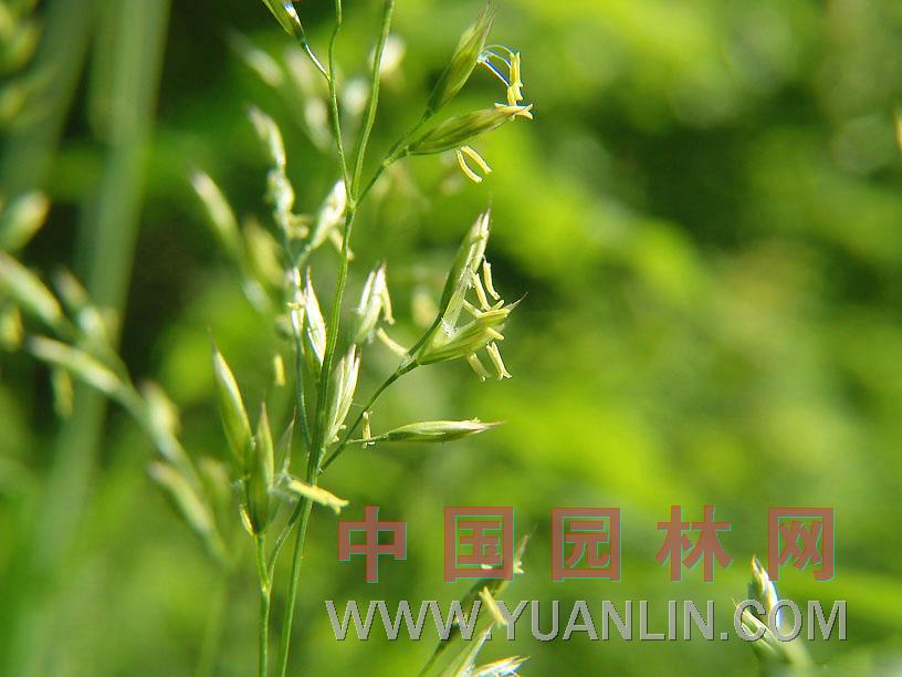 高羊茅图片