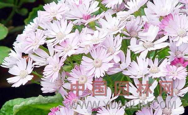 瓜叶菊图片