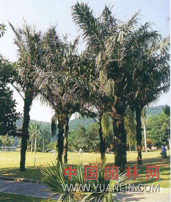 桄榔图片