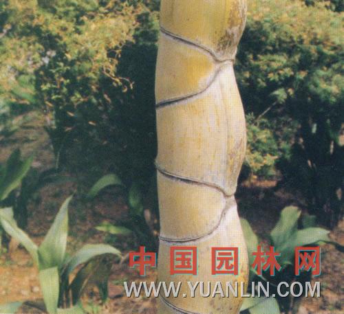 龟甲竹图片
