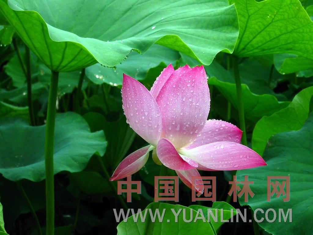 荷花图片