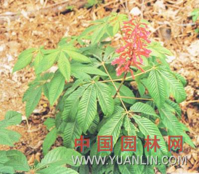 红花七叶树图片