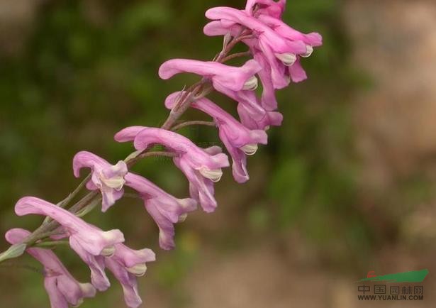 别名:花期:生态性状:观赏性分类:科:罂粟科     属:紫堇属红花紫堇