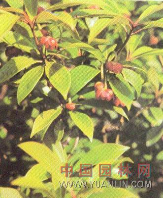 红茴香