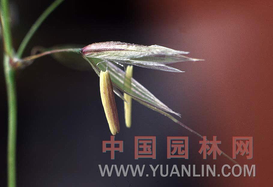 花叶燕麦草图片