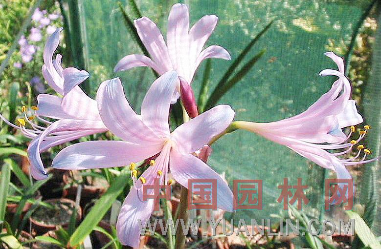 换锦花图片