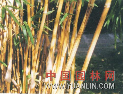 黄槽竹图片