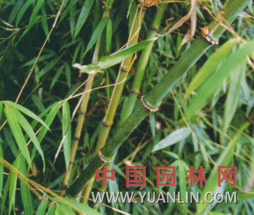 灰香竹图片
