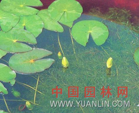 软骨草图片