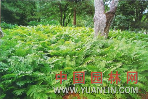 荚果蕨图片