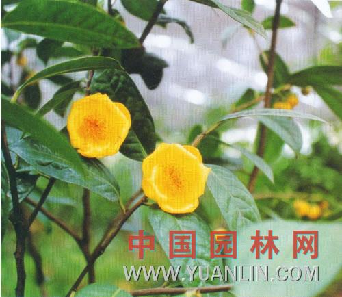 金花茶图片