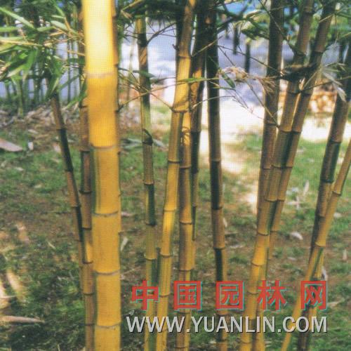 金镶玉竹图片