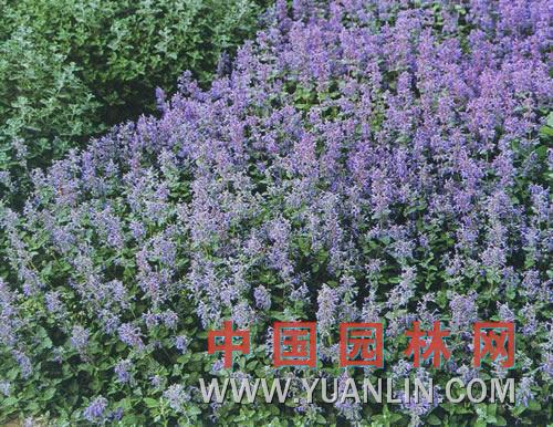 荆芥图片