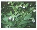 聚合草图片