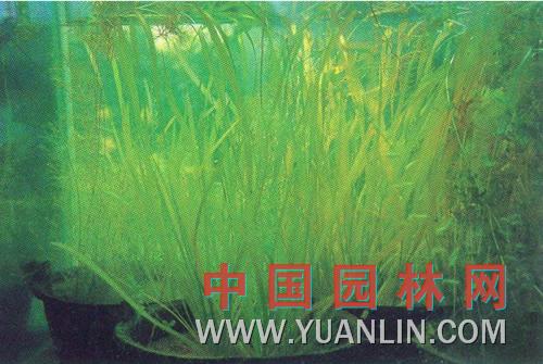 苦草图片