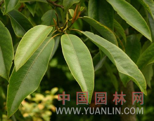 阔瓣含笑图片