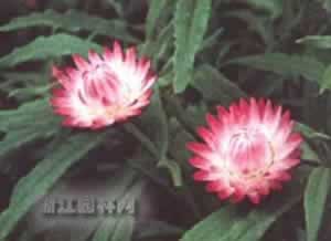 蜡菊图片
