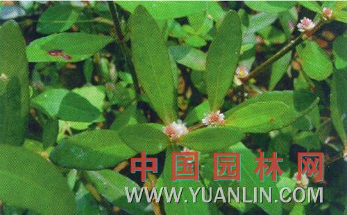莲子草图片