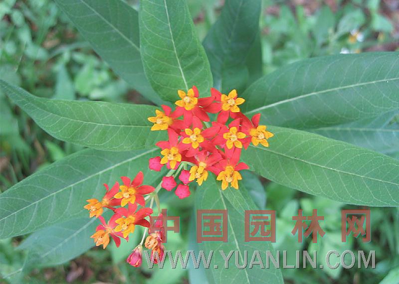 马利筋图片