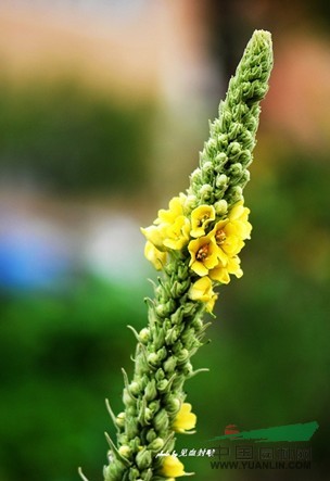 毛蕊花图片