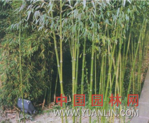 美竹图片